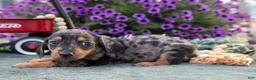 Miniature Dachshund dogs for sale: Charles - Ad 3