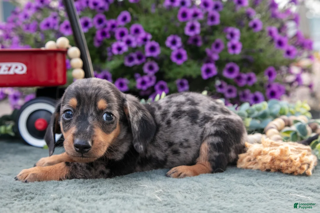 Miniature Dachshund dogs for sale: Charles - Ad 3