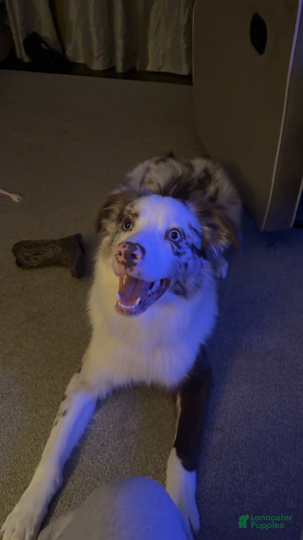 Australian Shepherd dogs Goose  - Ad 3