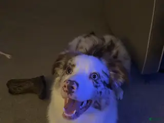 Australian Shepherd dogs Goose - Ad 3