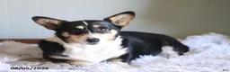 Welsh Corgi Pembroke dogs for sale: Cookie - Ad 4