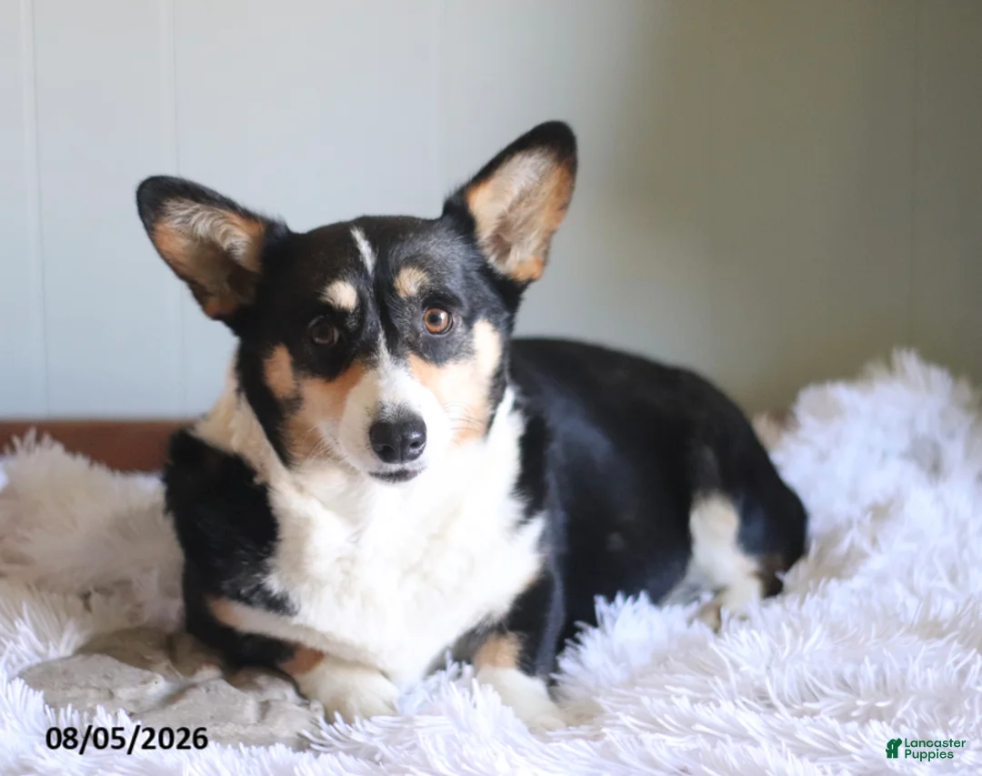 Welsh Corgi Pembroke dogs for sale: Cookie - Ad 4