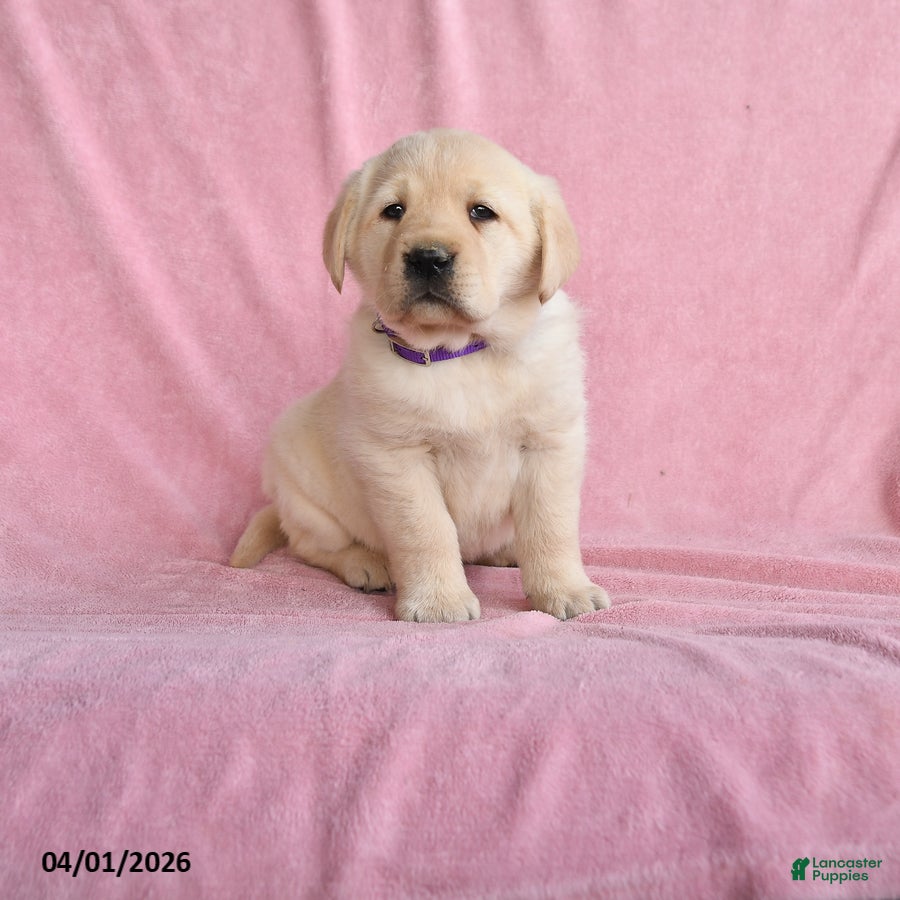Labrador Retriever dogs for sale: Isabelle - Ad 1
