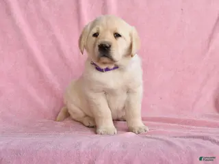 Labrador Retriever dogs for sale: Isabelle - Ad 1