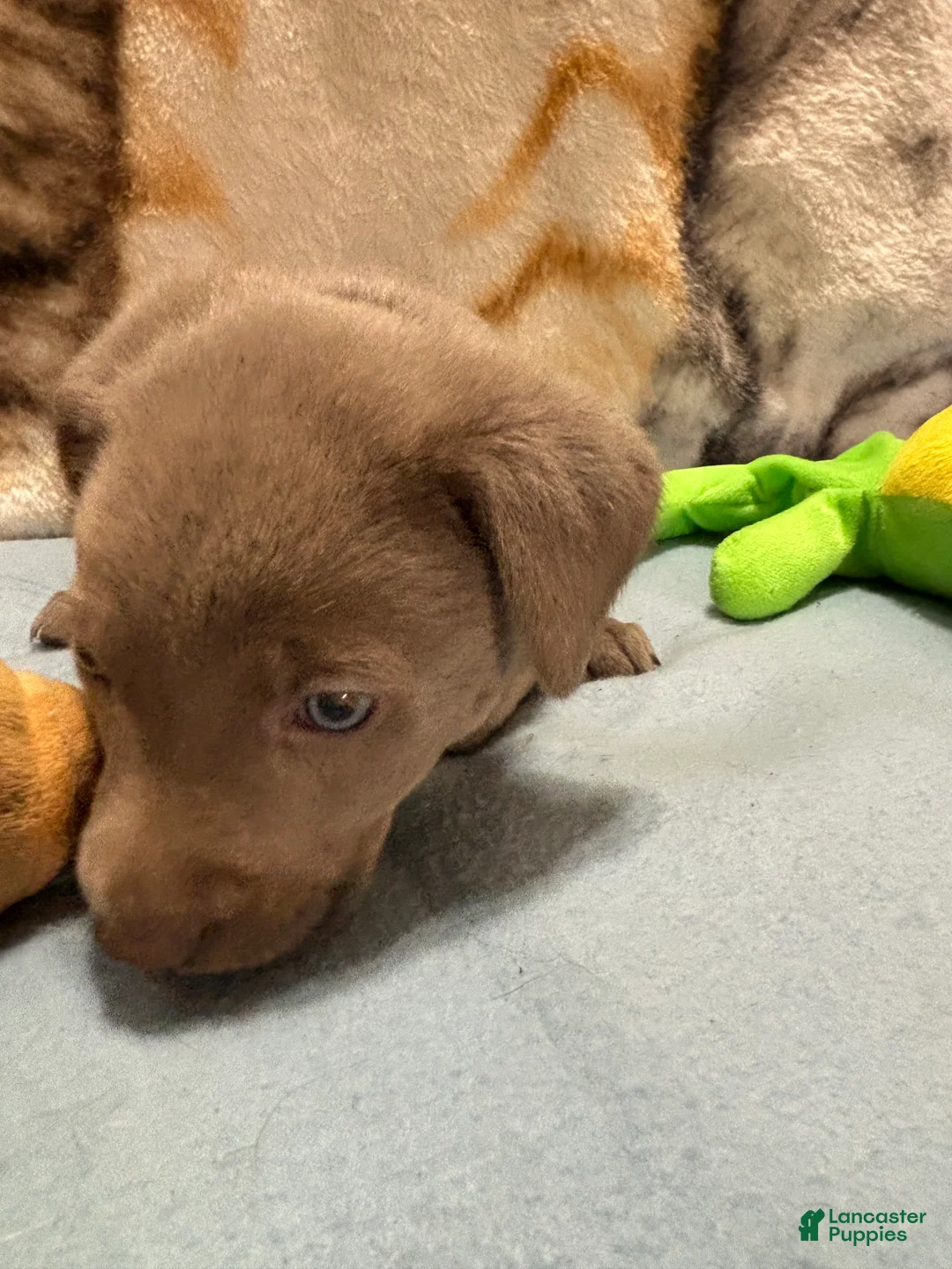 Labrador Retriever dogs for sale: Bella - Ad 2