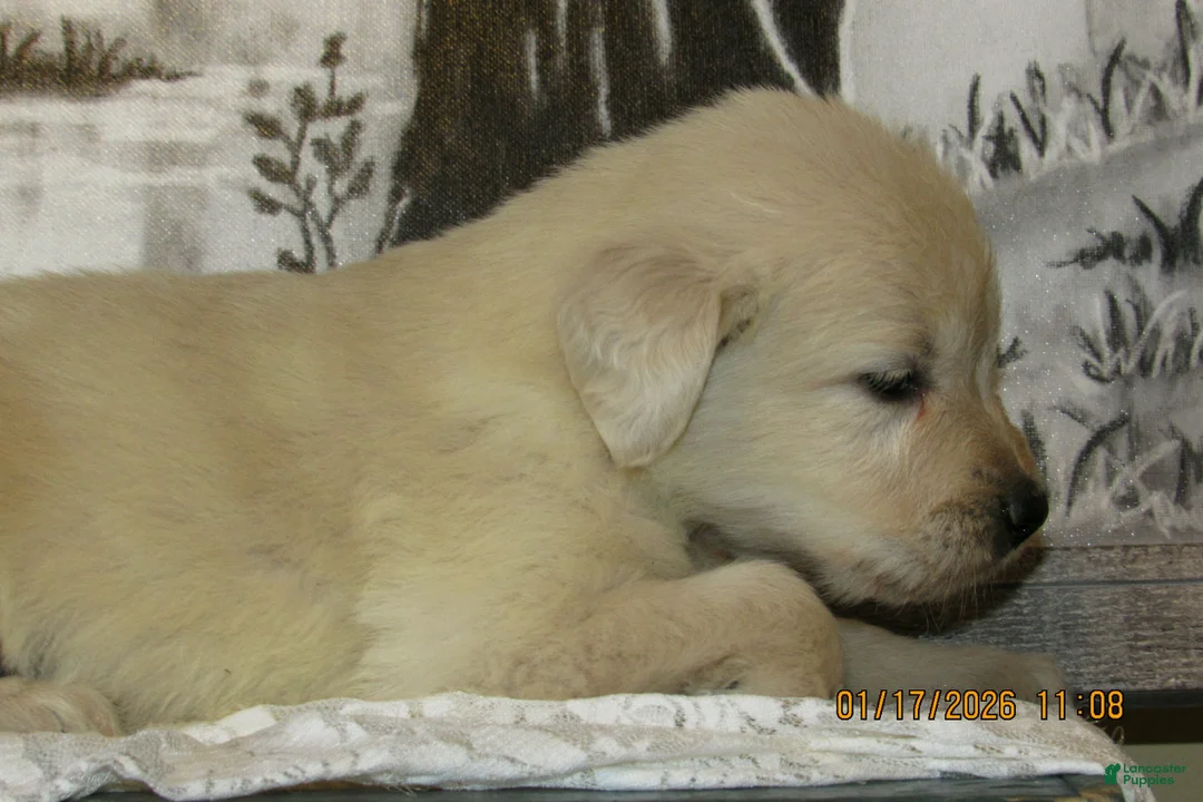 Golden Retriever dogs for sale: Golden Retriever Puppy 7 Rider - Ad 2