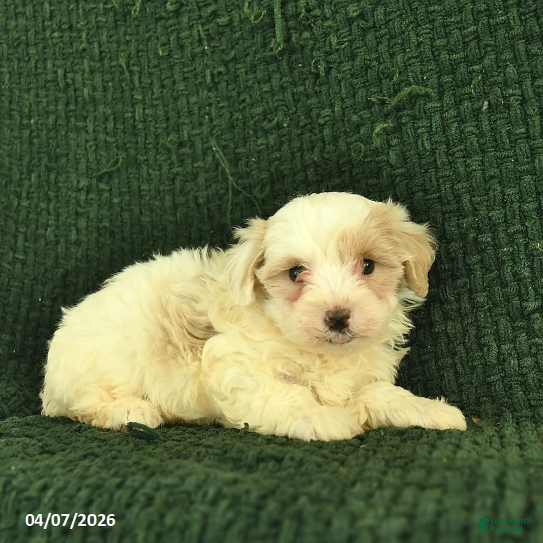Maltipoo dogs for sale: Nova  - Ad 3
