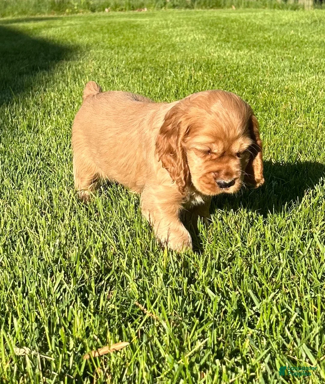 Cocker Spaniel dogs for sale: Gabriel - Ad 2