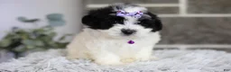 Maltipoo dogs for sale: Gwen - Ad 14