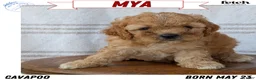 Cavapoo dogs for sale: Mya - Ad 1
