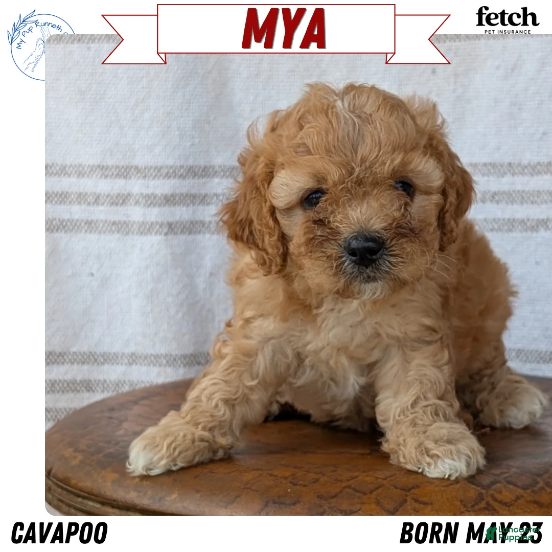Cavapoo dogs for sale: Mya - Ad 1