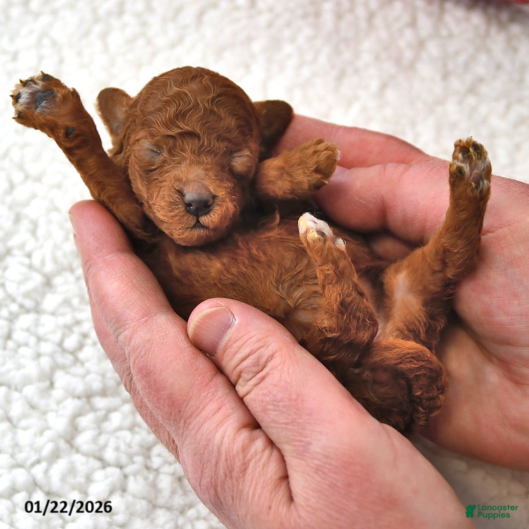 Mini Goldendoodle dogs for sale: Berry - Ad 4