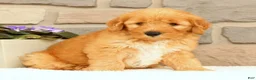 Mini Goldendoodle dogs for sale: Chester - Ad 3