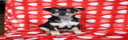 Chihuahua dogs for sale: Jackie - Ad 1