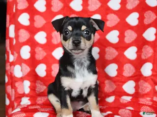 Chihuahua dogs Jackie - Ad 6