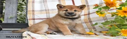 Shiba Inu dogs for sale: Brownie - Ad 3