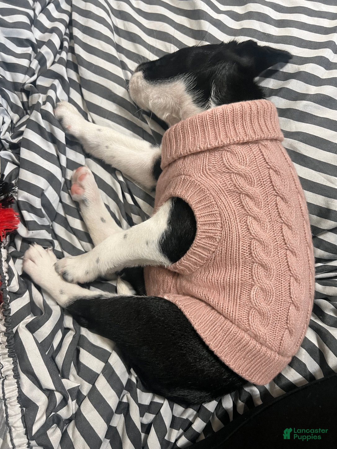 Mixed Breed dogs Bella - Ad 2
