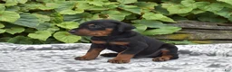 Doberman Pinscher dogs for sale: Summit - Ad 4