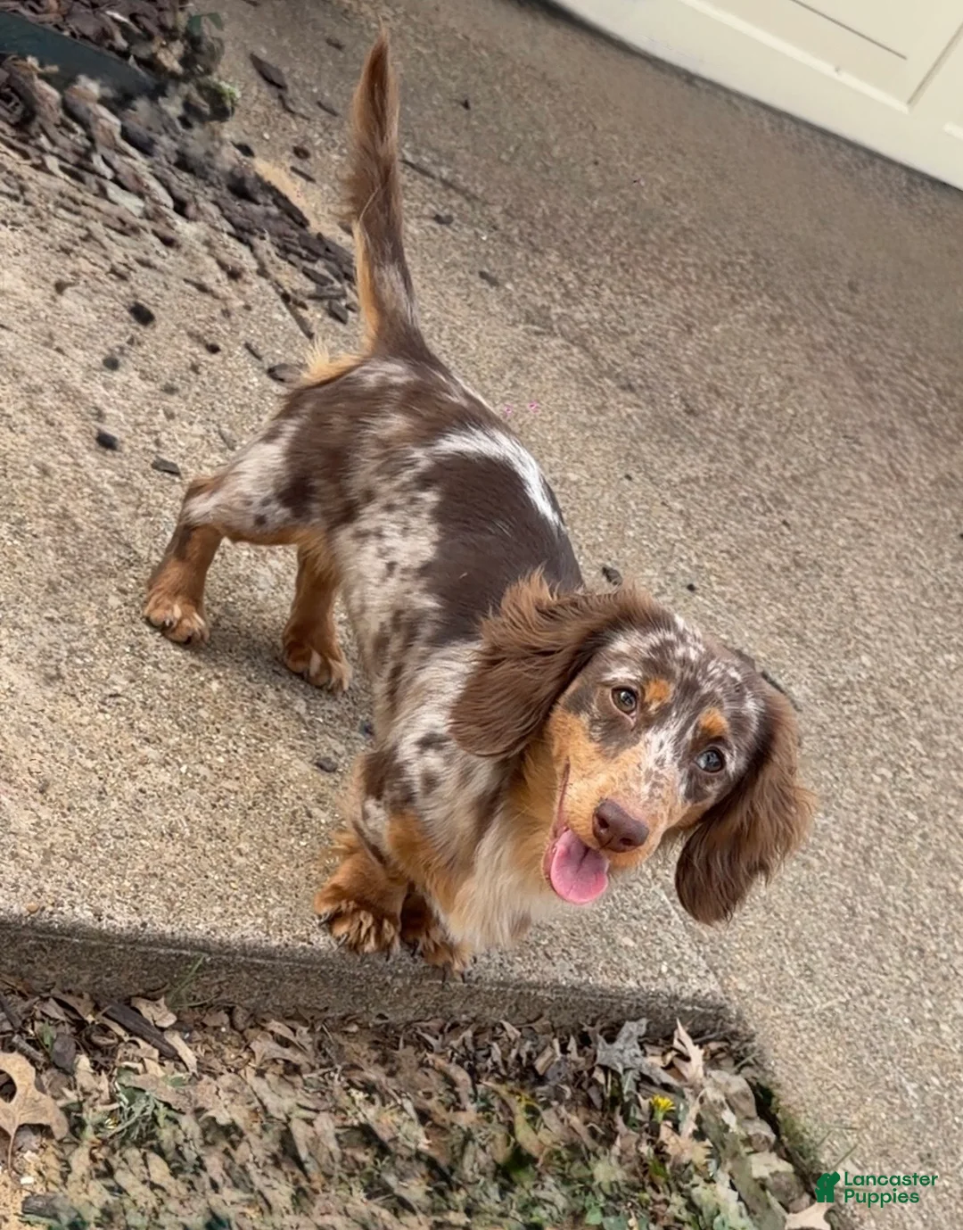 Dachshund dogs for sale: Dachshund Puppy 2 - Ad 2