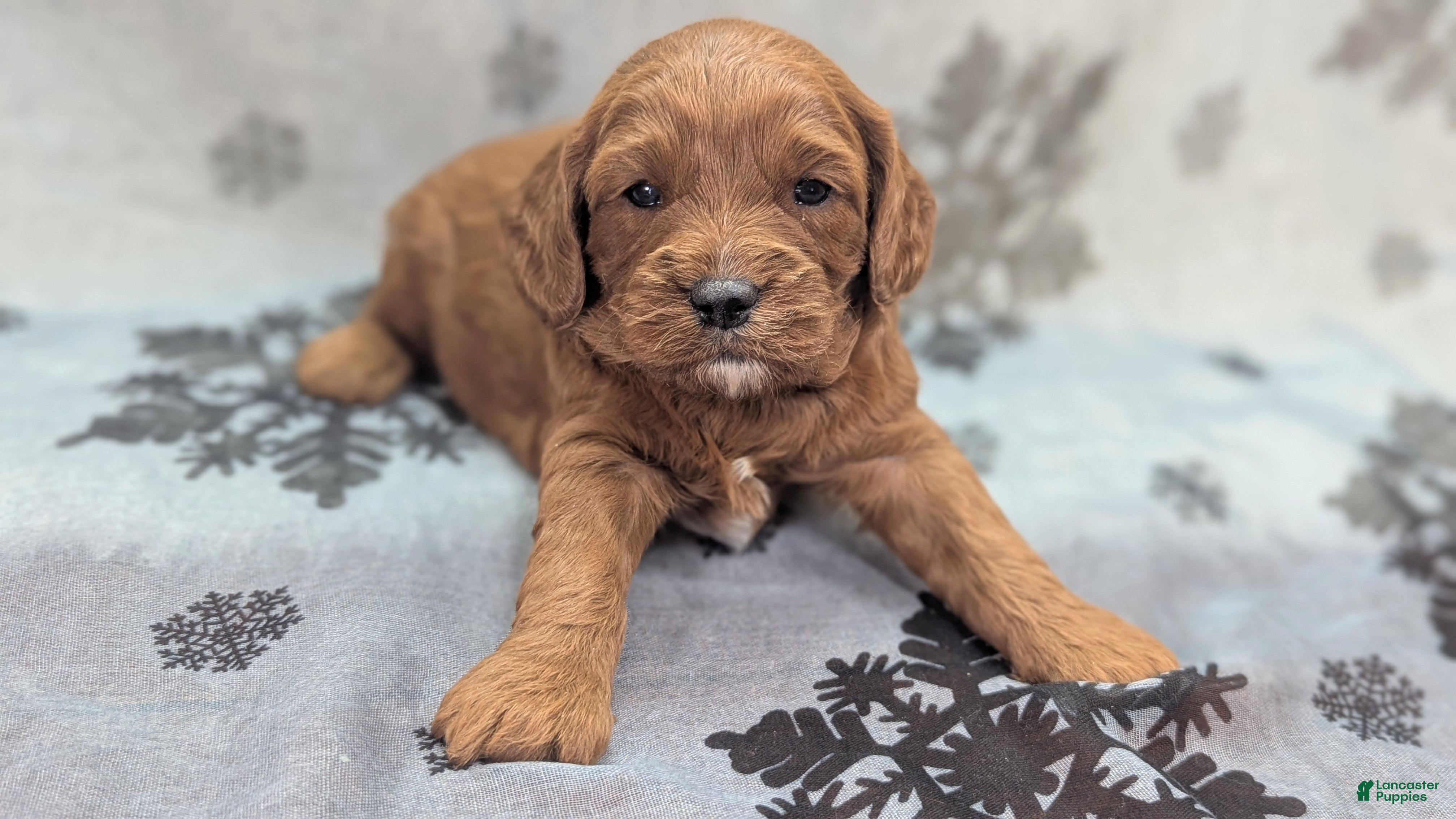 Cavapoo dogs Gravy - Ad 8