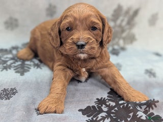 Cavapoo dogs Gravy - Ad 7