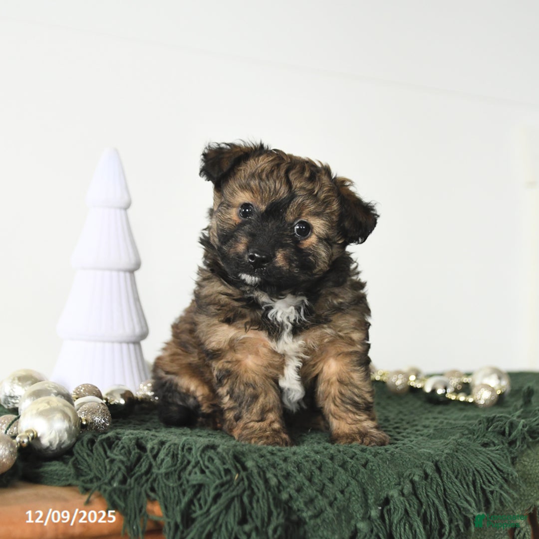 Mixed Breed dogs for sale: Lucy - Ad 1
