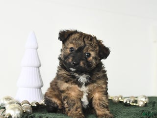 Mixed Breed dogs Lucy - Ad 1