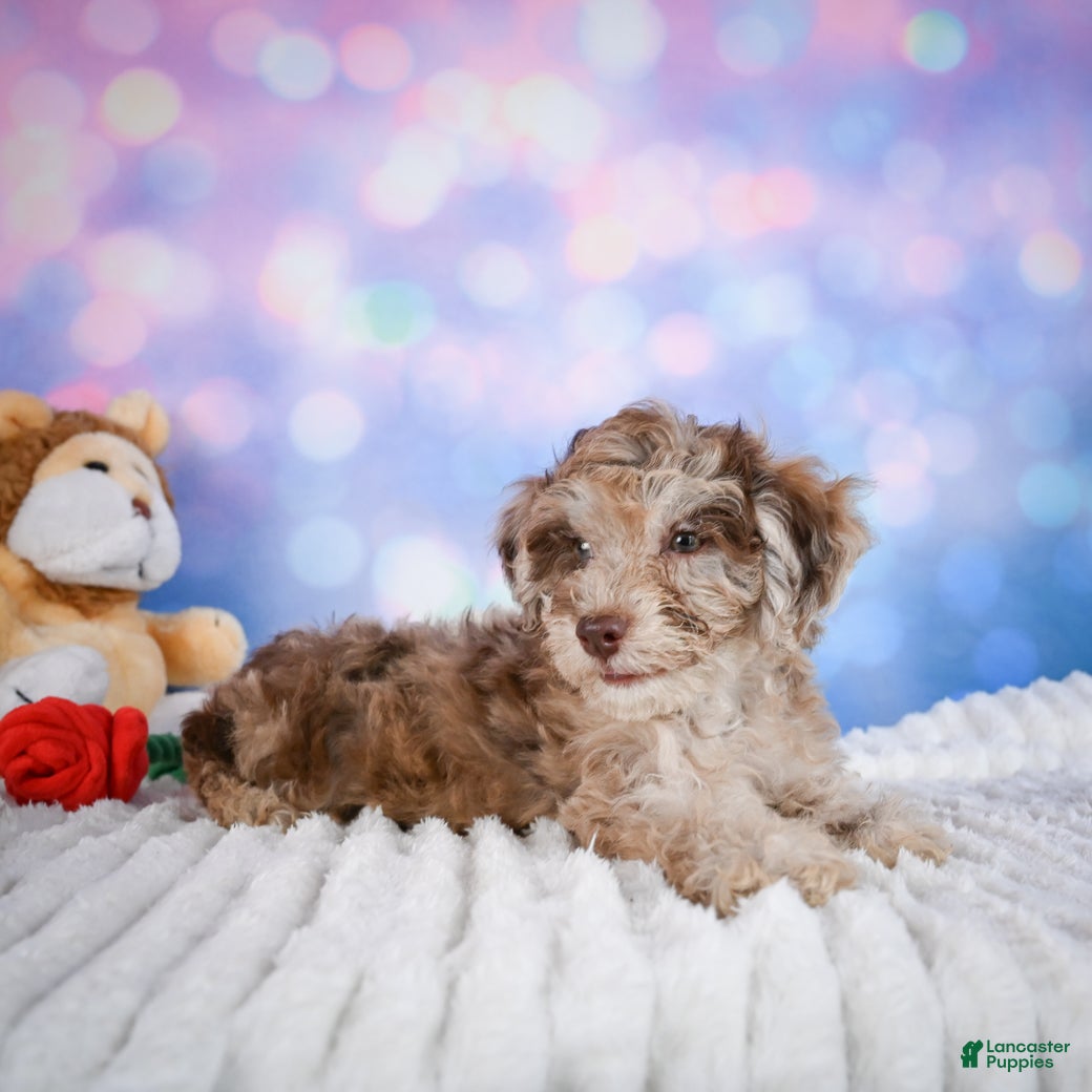 Miniature Poodle dogs  Page - Ad 2