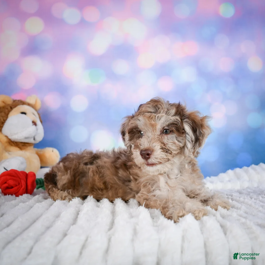 Miniature Poodle dogs for sale:  Page - Ad 2