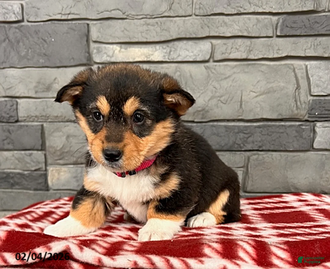 Welsh Corgi Pembroke dogs for sale: Daisy - Ad 3