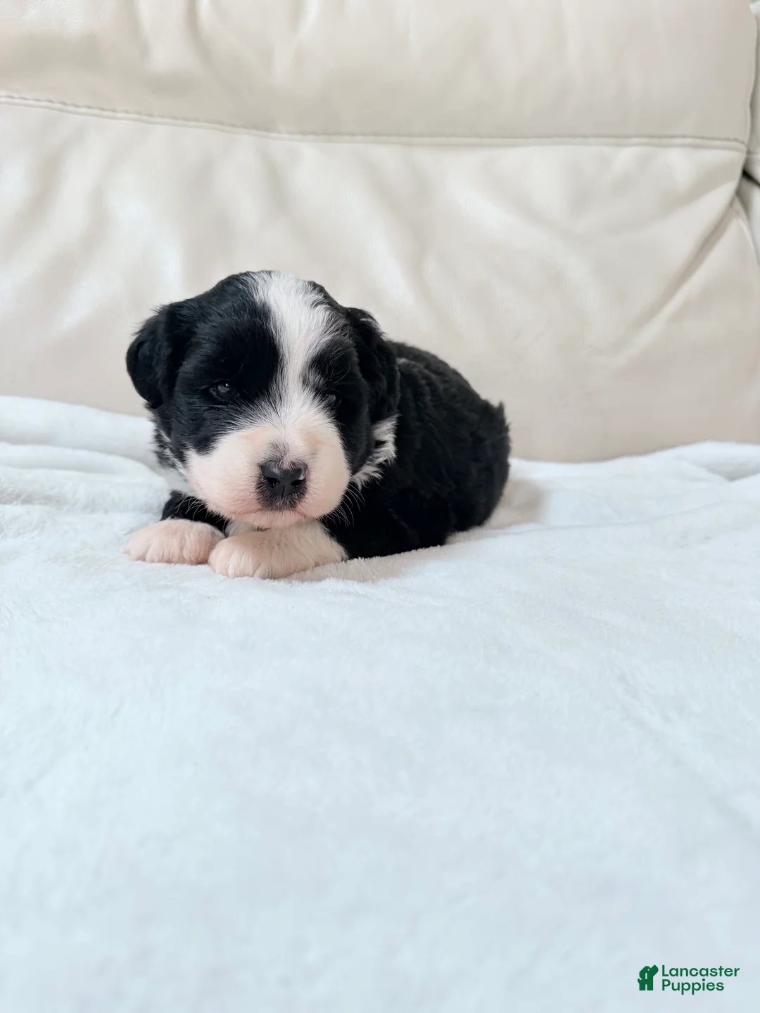 Mixed Breed dogs for sale: Oreo  - Ad 1