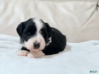 Mixed Breed dogs for sale: Oreo - Ad 2
