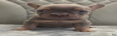 French Bulldog 6