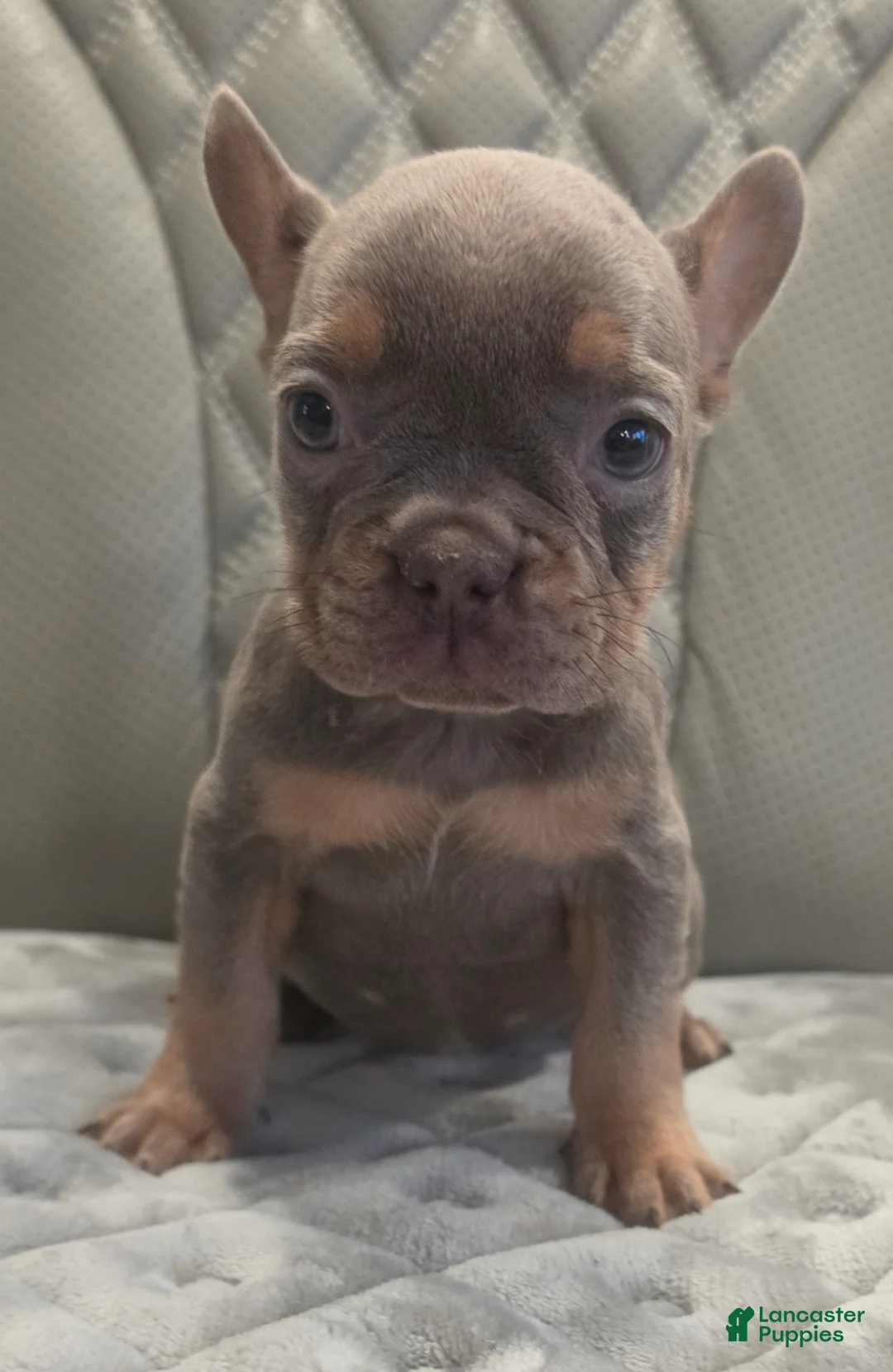 French Bulldog dogs for sale: French Bulldog 6 - Ad 1