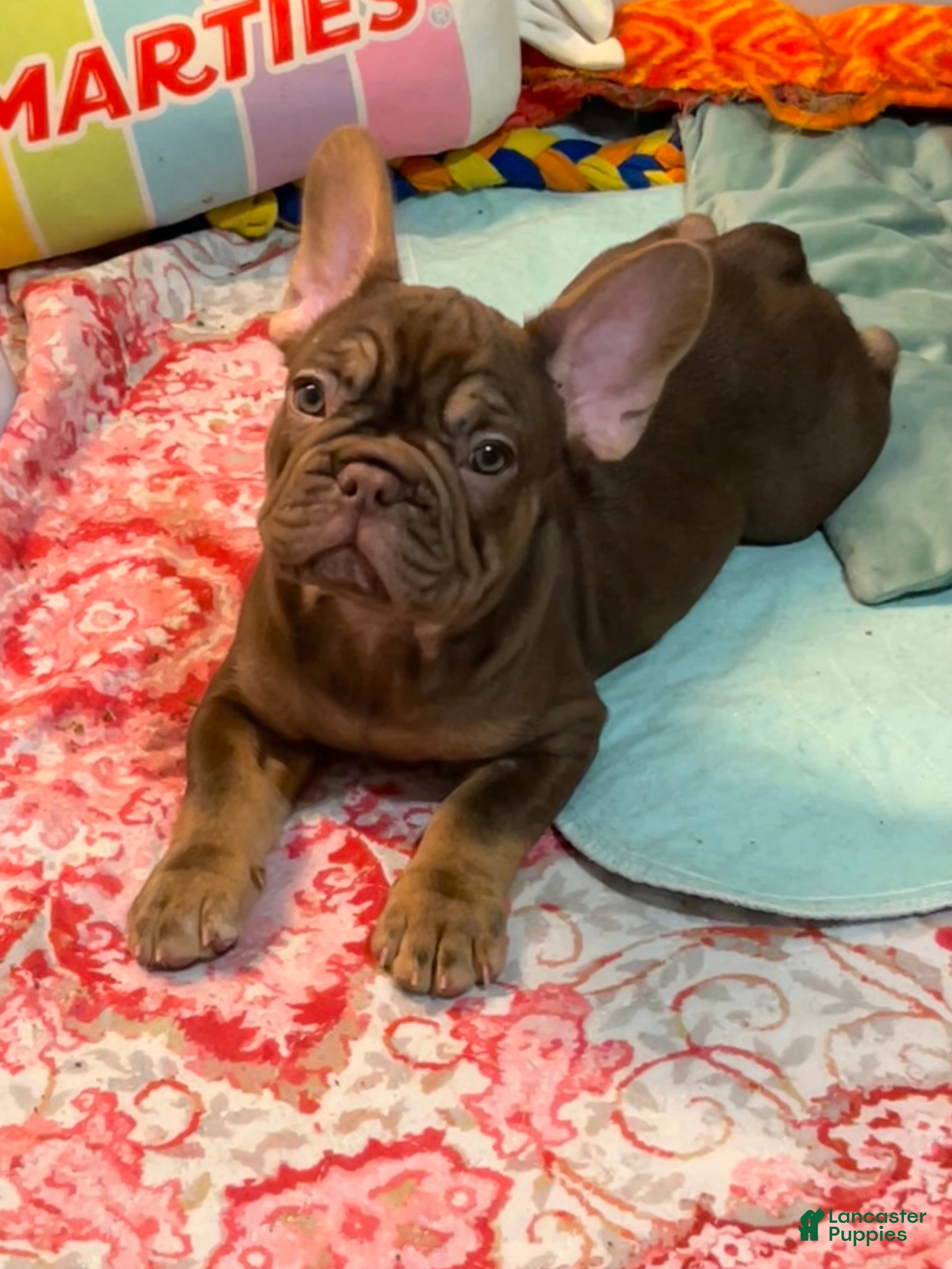 French Bulldog dogs Cinnamon - Ad 1