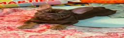 French Bulldog dogs for sale: Cinnamon - Ad 3