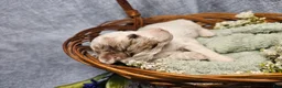 Mini Goldendoodle dogs for sale: Autumn - Ad 9