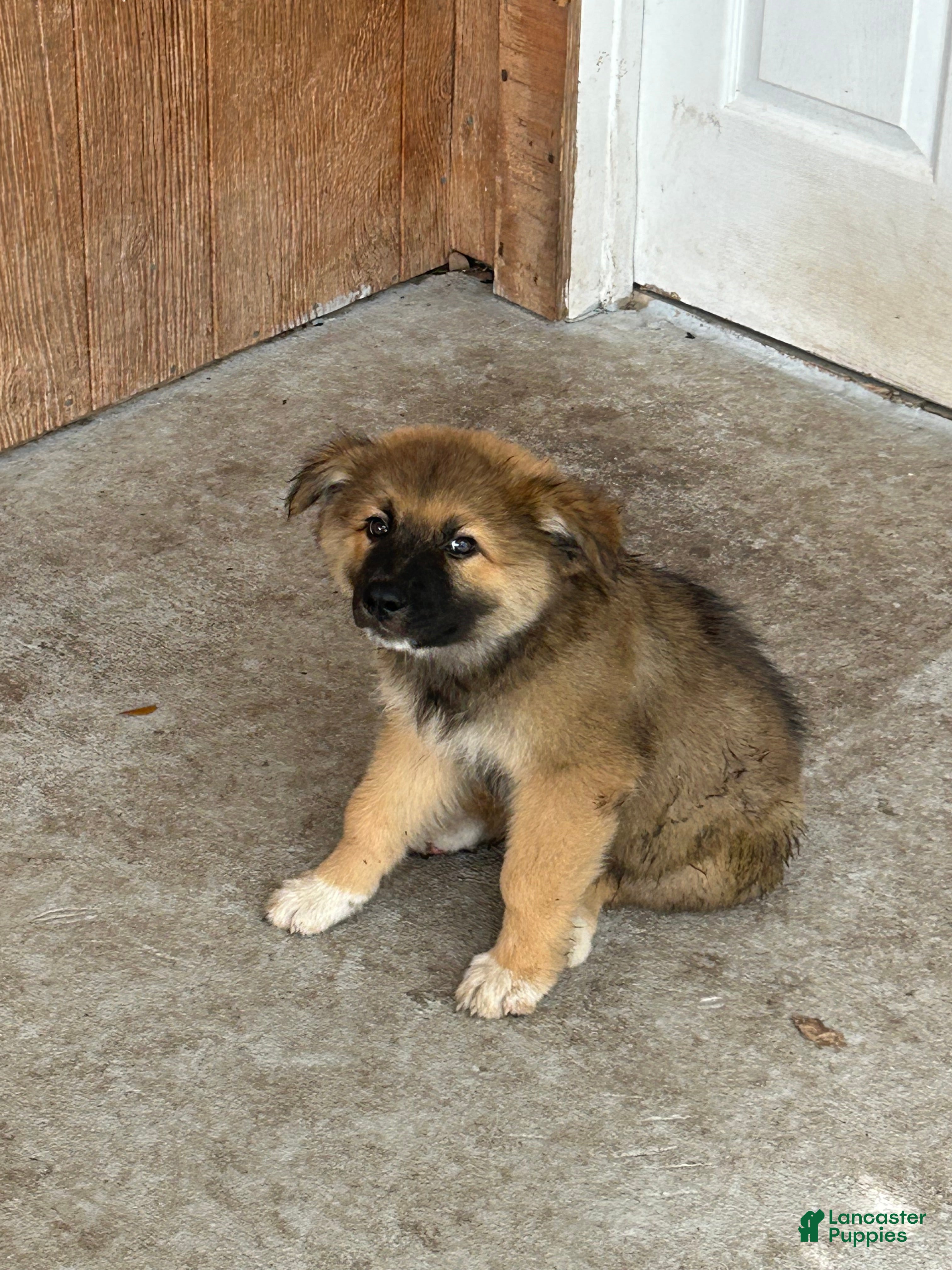 Mixed Breed dogs for sale: Mixed Breed 1 - Ad 38