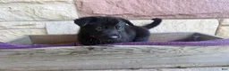 German Shepherd dogs for sale: Gwen - Ad 13