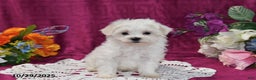 Maltese dogs for sale: Muffin - Ad 1