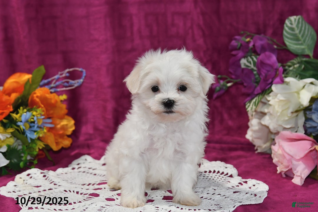 Maltese dogs for sale: Muffin - Ad 1