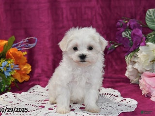 Maltese dogs Muffin - Ad 4