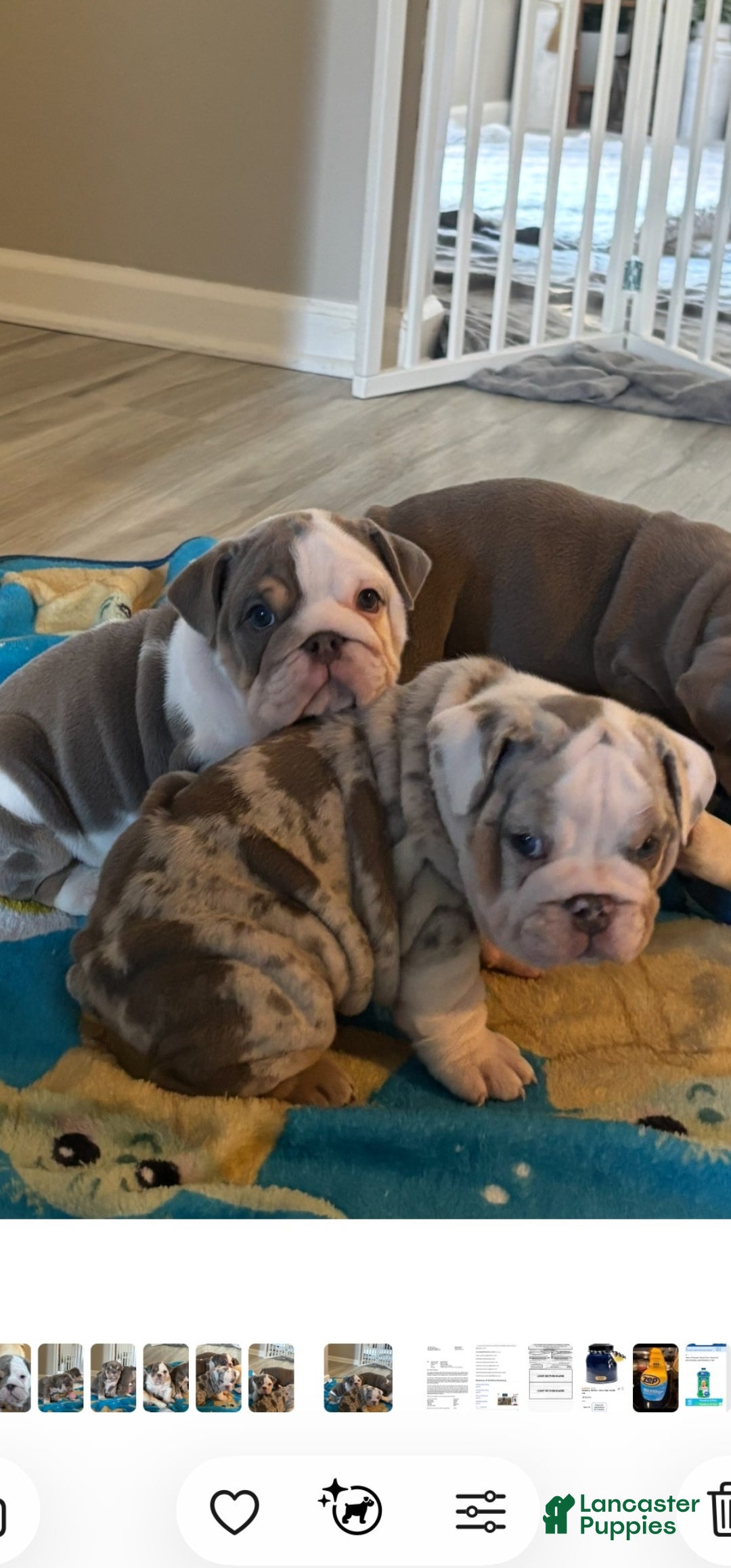 English Bulldog dogs for sale: English Bulldog 2 - Ad 1