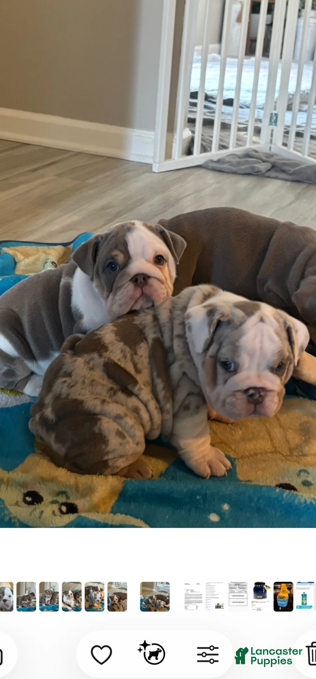 English Bulldog dogs for sale: English Bulldog 2 - Ad 1