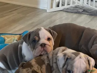 English Bulldog dogs for sale: English Bulldog 2 - Ad 1