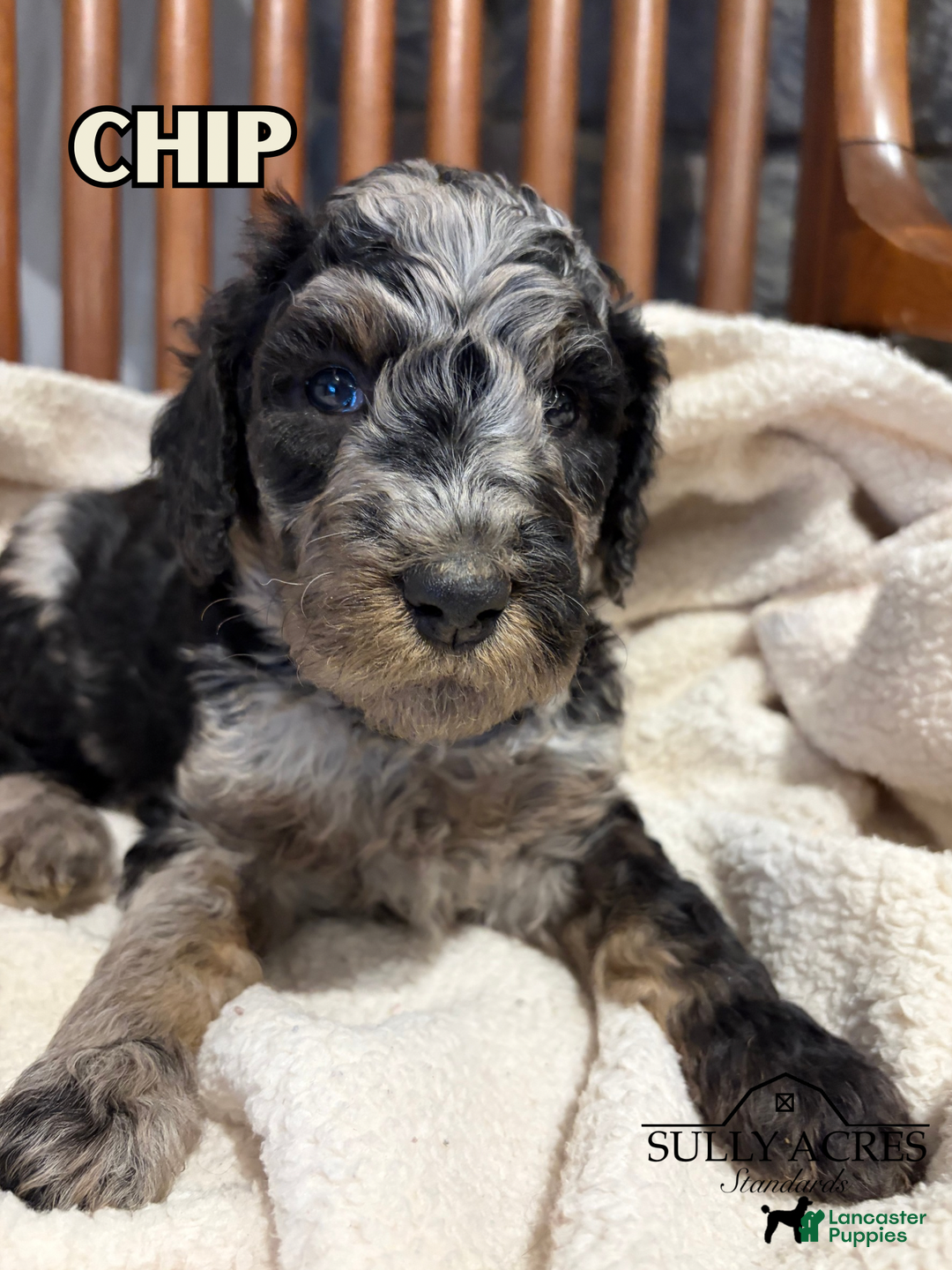 Standard Poodle dogs for sale: Chip - Ad 2