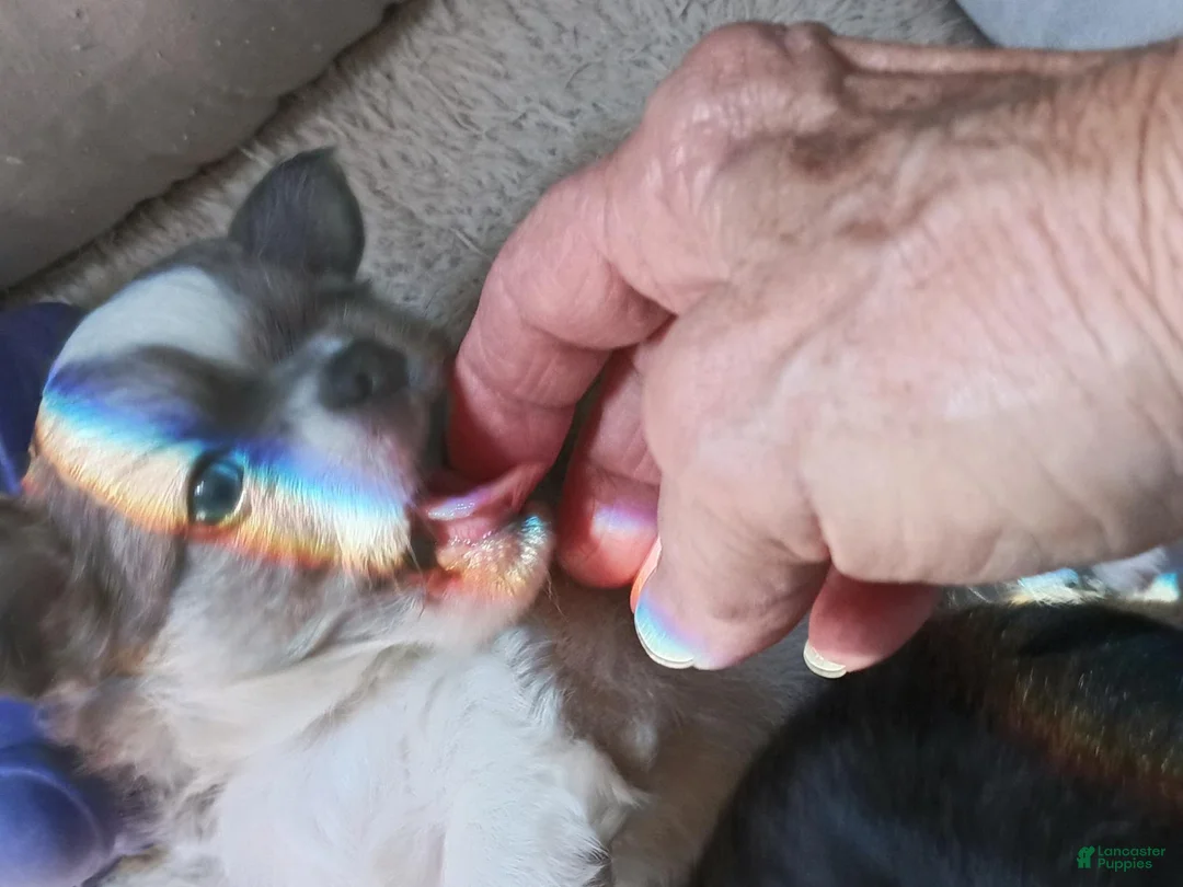Chihuahua dogs for sale: Chihuahua 2 BLUE BOY - Ad 2