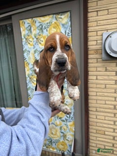 Basset Hound dogs Basset Hound Puppy 2: Red - Ad 1