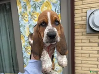 Basset Hound dogs for sale: Basset Hound Puppy 2: Red - Ad 3