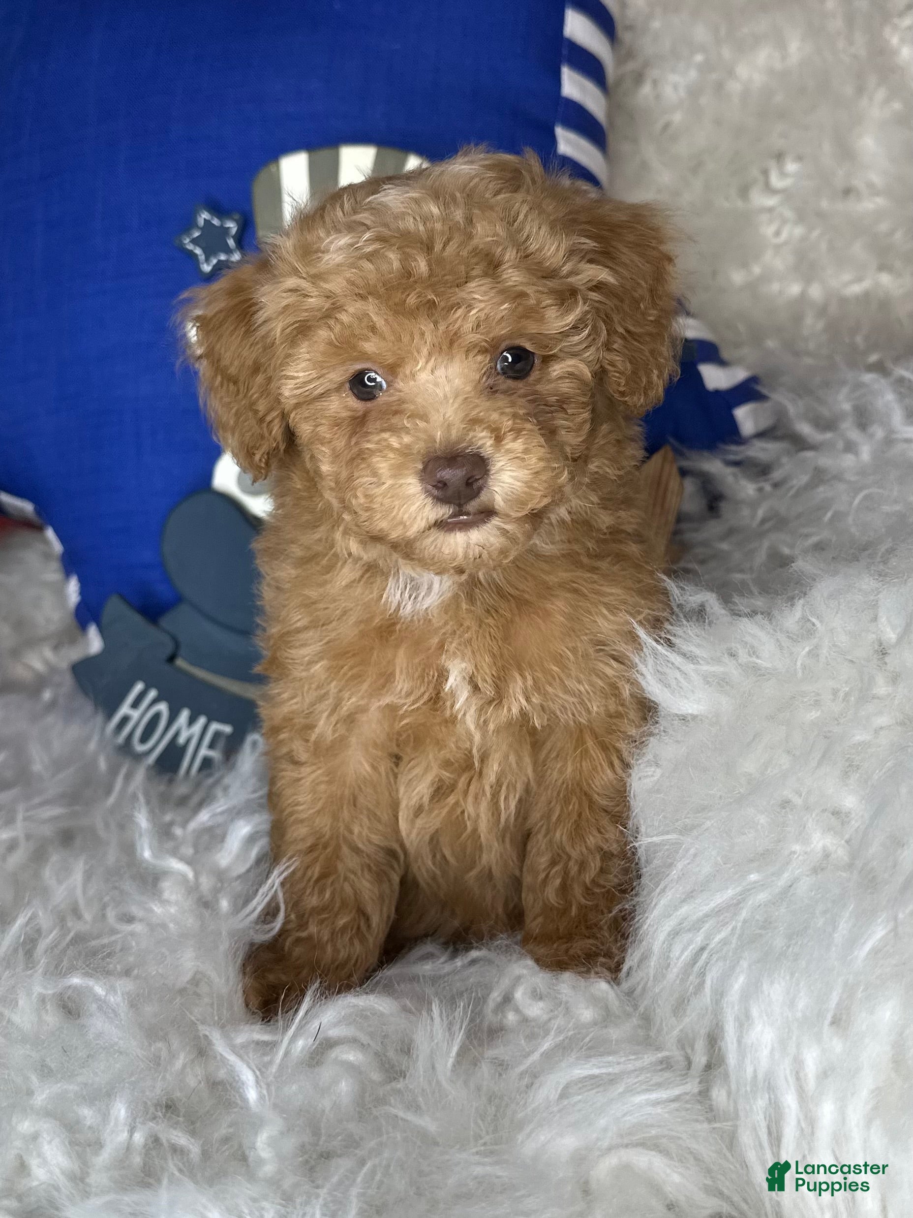 Toy Poodle dogs for sale: Remmy - Ad 3